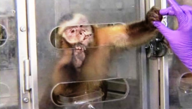 capuchin monkey experiment money