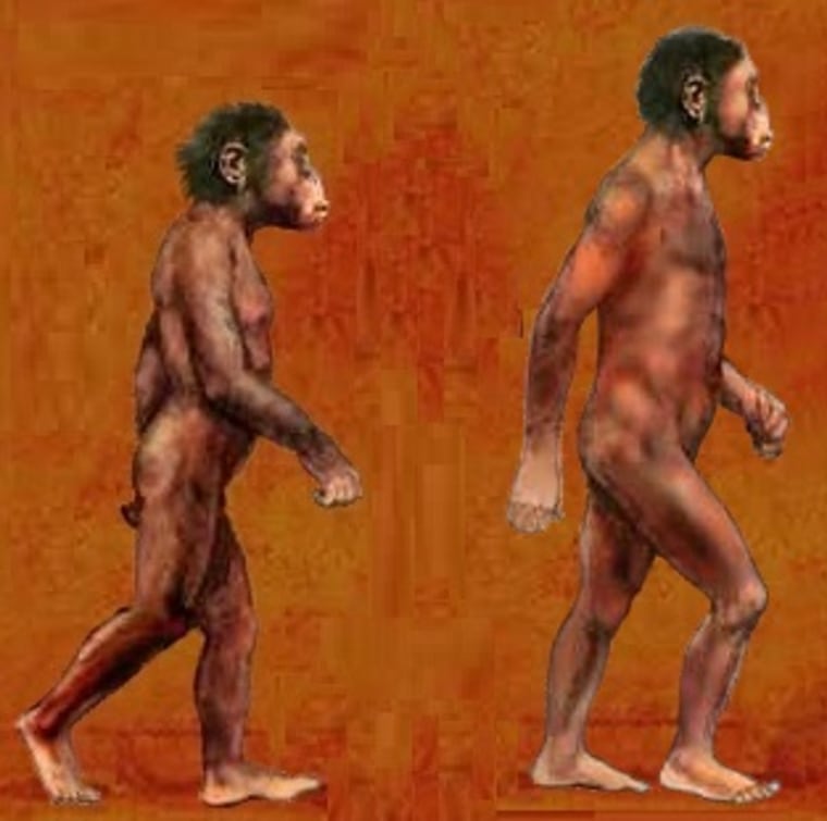 How did pre-humans like australopiths, shown at left in this illustration, make the transition to early members of the genus Homo, shown at right? Perhaps it happened more than once.