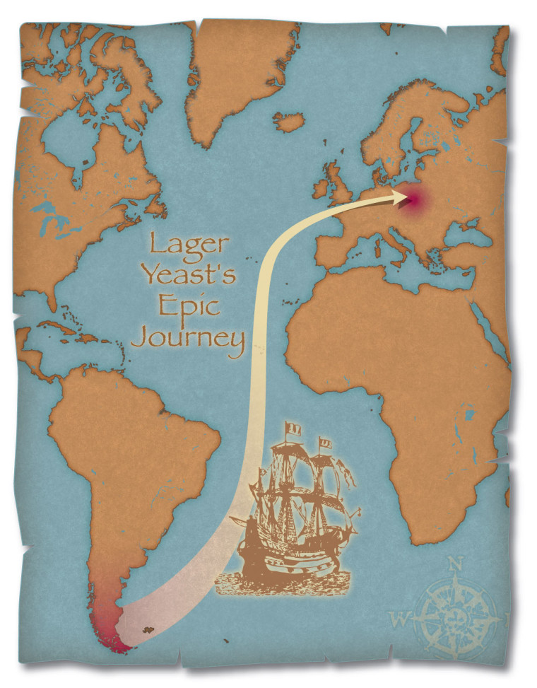 This graphic shows the journey S. eubayanus likely took as trade between South America and Europe ramped up in the 1500s.