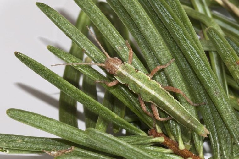 Timema Stick Insect Secret sex lives of sexless species