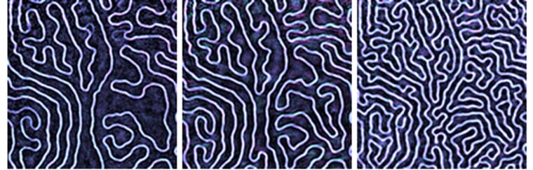 An image made with a lens-less X-ray microscope that sees at the nanoscale reveals magnetic domains that appear like the repeating swirls of fingerprint ridges. As the spaces between the domains get smaller, computer engineers can store more data.