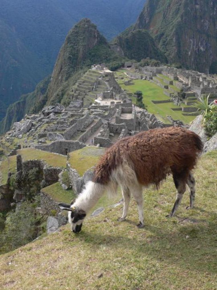 Llama excrement was used as a fertilizer for the maize that helped build the Inca Empire, including Machu Picchu shown here.