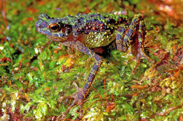 This picture of an adult female explains why it's called a Bornean Rainbow Toad. The amphibian measures about 2 inches (51 millimeters) in size.