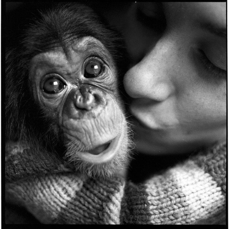 Nim Chimpsky gets a kiss on the cheek from one of his chimp-sitters.