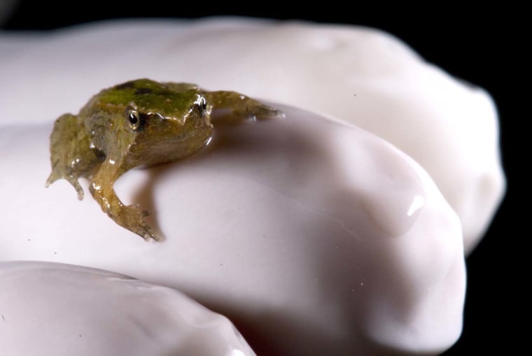 A captive bred Darwin's frog is held by a researcher shortly after it was coughed up from its dad's vocal sac. Ten baby frogs were coughed up at a breeding facility in Chile on Thursday.