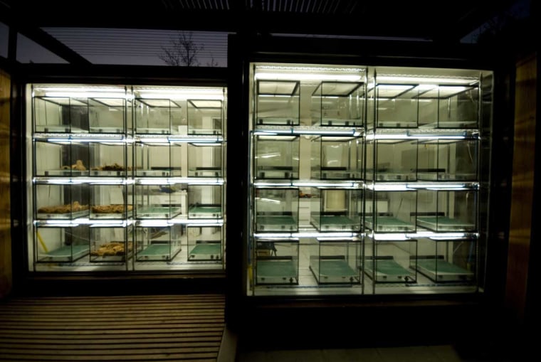 A captive breeding facility to raise assurance colonies of frogs at a lab in Santiago, Chile. Researchers are currently raising Darwin's frogs. They hope to secure funding to raise more of the country's endangered amphibian species.