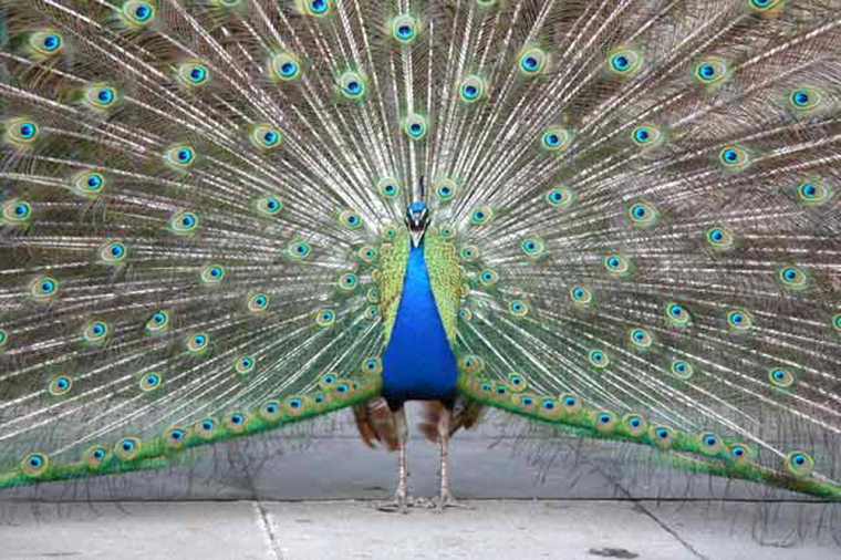 Researchers find that males spend less time in elaborate courtship displays such this peacock's feathers when males far out number females. Instead, they get sneaky to get a mate.