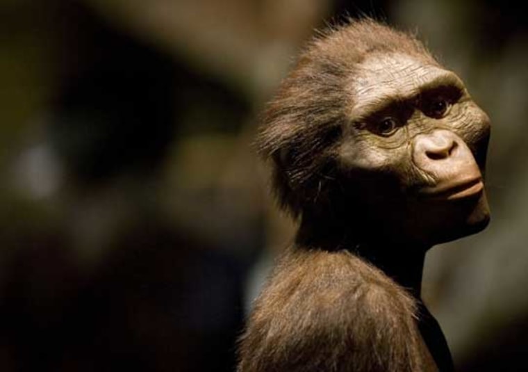 A reconstruction shows how Lucy, a member of the species Australopithecus afarensis, might have looked 3.2 million years ago.