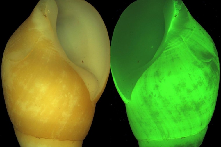These pictures show the shell of a clusterwink snail as seen under normal light (left) and as seen under conditions that highlight the shell's bioluminescence (right).