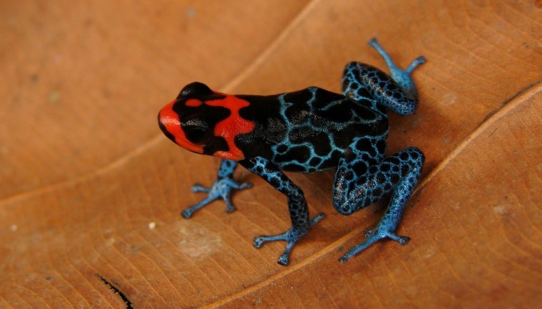 The frog known as Ranitomeya benedicta is one of more than 1,200 species discovered in South America's Amazon region over the past decade. Click through a slideshow featuring the amazing species of the Amazon.