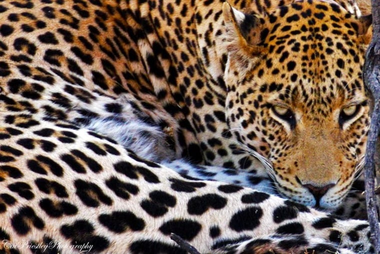 Patterns like the leopard's rosettes evolve in cats that live in forest habitats.