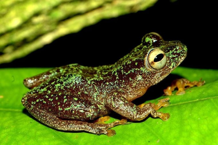 Danish student Jos Kielgast rediscovered this species of reedfrog (Hyperolius sankuruensis) in a remote area of the Democratic Republic of the Congo after an hourlong, nighttime search. Click through a slideshow listing the top 10 "lost" amphibians.