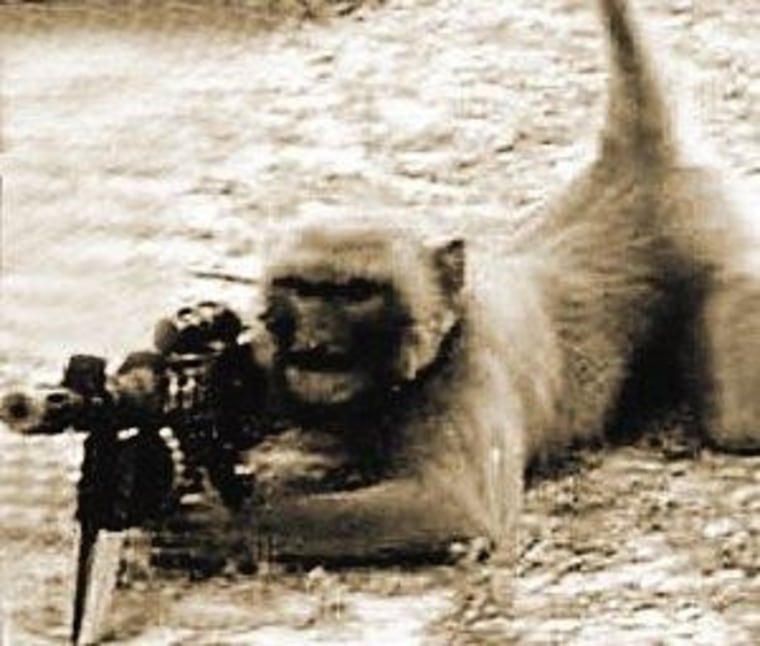A photo appears to show a monkey crouching behind a gun.