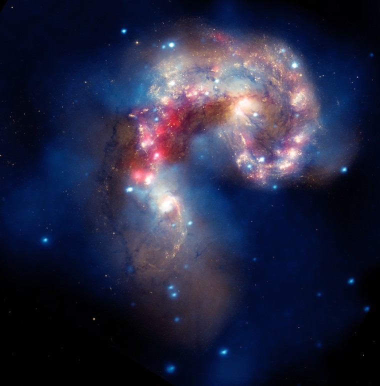 The Antennae galaxies, located about 62 million light-years from Earth, are shown in this composite image from the Chandra X-ray Observatory (blue), the Hubble Space Telescope (gold and brown), and the Spitzer Space Telescope (red).