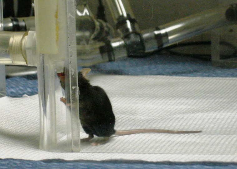 A mouse earns a water reward for choosing the odor of samples of feces infected with avian flu over a feces sample from ducks that were not infected.