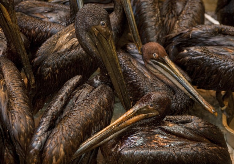 Oil-covered brown pelicans huddle together in a cage at the International Bird Rescue Research Center in Buras, La.