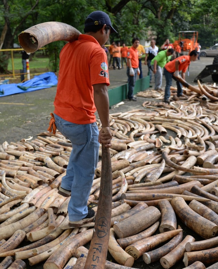 Personnel of the wildlife bureau carries elephant tusks for destroying at a ceremony in Manila on June 21, 2013.