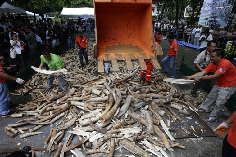 A backhoe loader destroys elephant tusks that have been seized from illegal shipments since 2009 and are kept in storage at the Protected Areas and Wildlife Bureau-Department of Environment and Natural Resources in Quezon City, east of Manila, Philippines, June 21, 2013.