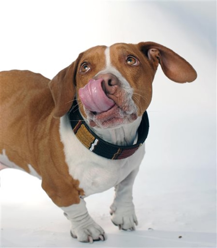 Walle poses for a portrait while competing in the 25th annual World's Ugliest Dog Contest.