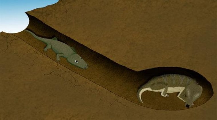 Scanning revealed an amphibian, which was suffering from broken ribs, crawled into a sleeping mammal's shelter for protection some 250 million years ago.