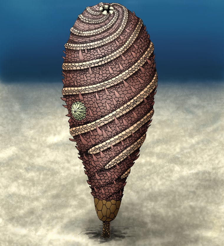 An illustration of Helicocystis, an ancient relative of the starfish and sea cucumber, which had rows of calcium plates arranged in a spiral on its body.