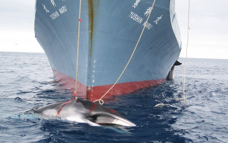 Australia is taking Japan to court to try to prevent whale hunting in the Antarctic as seen above in a 2008 photograph.