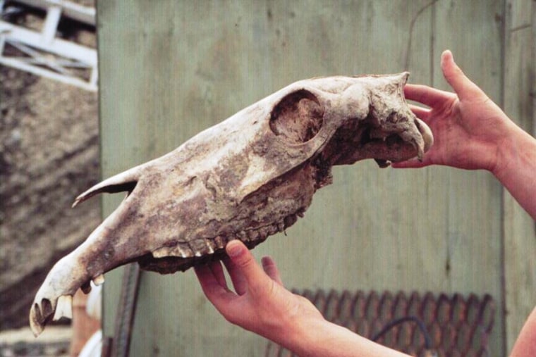 Image: Horse skull