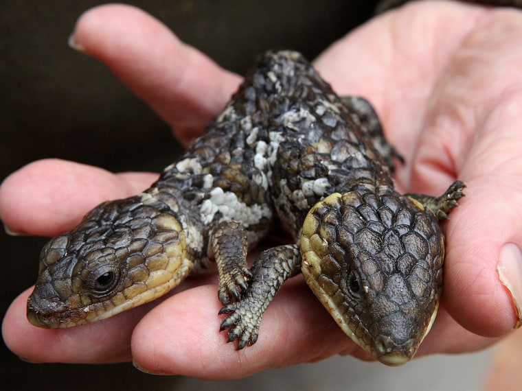 PERTH, AUSTRALIA - APRIL 22:  An unnamed two headed bobtail lizard, a type of skink, is seen at its new reptile park home at Henley Brook on April 22,...