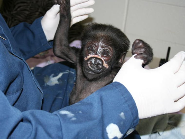 Image: 3-month-old baby gorilla, Nyembi