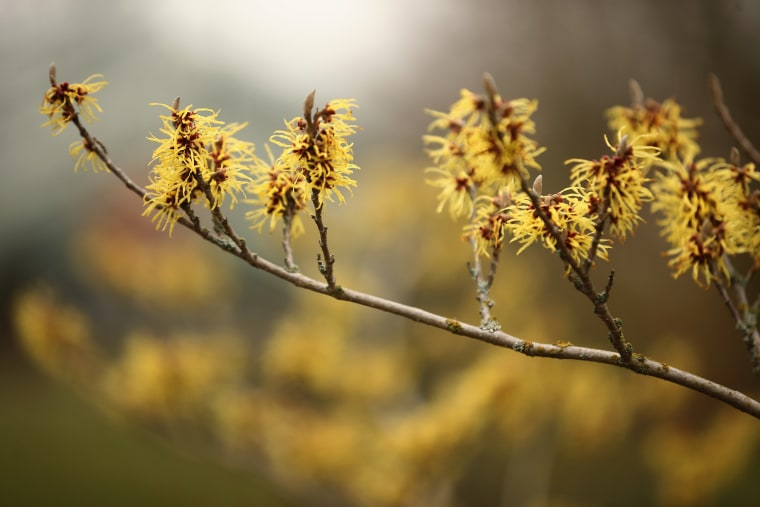 Buds emerge at Kew Gardens on Friday.