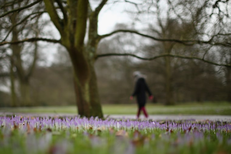 A woman walks past Crocuses at Kew Gardens on Friday.