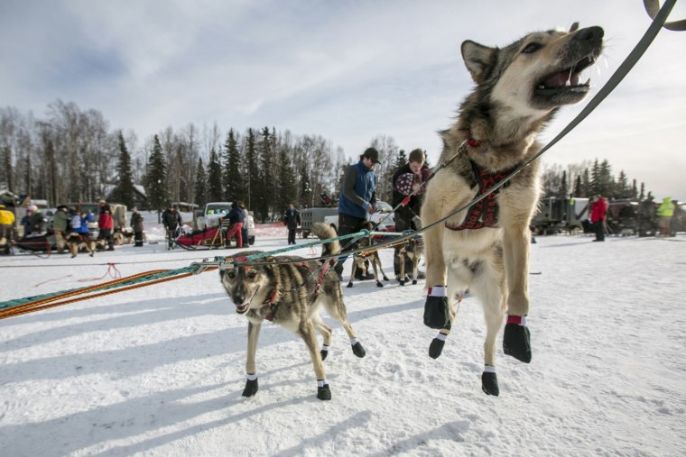A dog from Jeff King's team leaps into the air before it hits the trail on March 3.