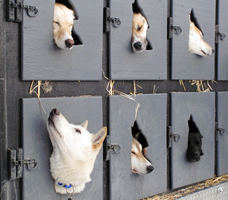 Dogs wait to run in the race on March 3.