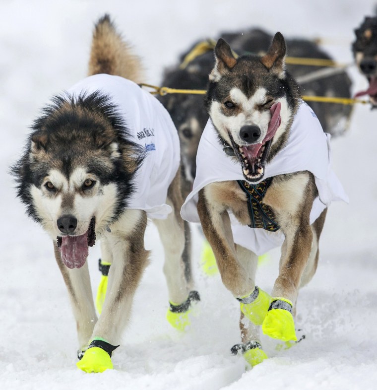 The lead dogs of musher Brent Sass race down 4th Avenue at the ceremonial start to the Iditarod in downtown Anchorage, Alaska, on March 2.