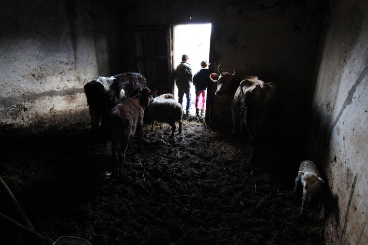 Children stand at the entrance to a room of their house turned into a barn in northwestern Albania, Jan 13. In 1995, their father killed a friend in a drunken rage, sparking a series of retaliatory killings that have left five people dead so far.