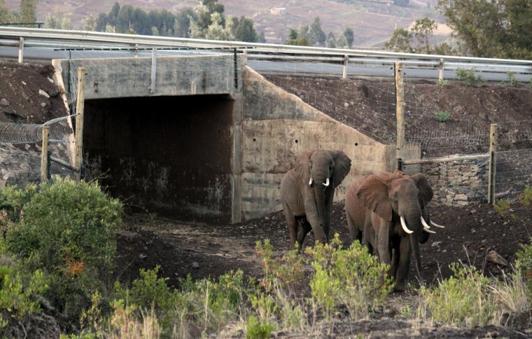 Elephants exit Africa's first dedicated elephant underpass near the slopes of Mt. Kenya on Jan. 24. Conservationists say the tunnel connects two elephant habitats that had been cut off from each other for years by human development.