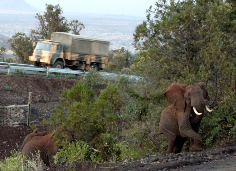 Elephants exit Africa's first dedicated elephant underpass near the slopes of Mt. Kenya on Jan. 24. Conservationists say the tunnel connects two elephant habitats that had been cut off from each other for years by human development.