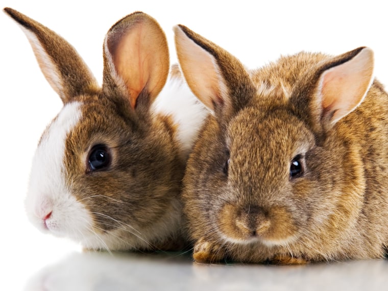 Send us pictures of your pet bunnies, and they might be featured on TODAY.com!