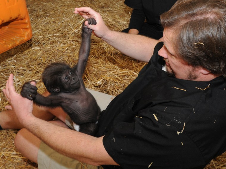 This photo provided by the Cincinnati Zoo on Friday, March 1, 2013, shows Ron Evans, Primate Center Team Leader at the zoo, stretchiing a baby gorilla...