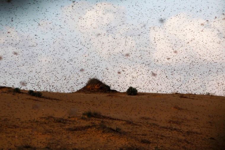 A swarm of locusts fly near Kmehin in Israel's Negev desert.