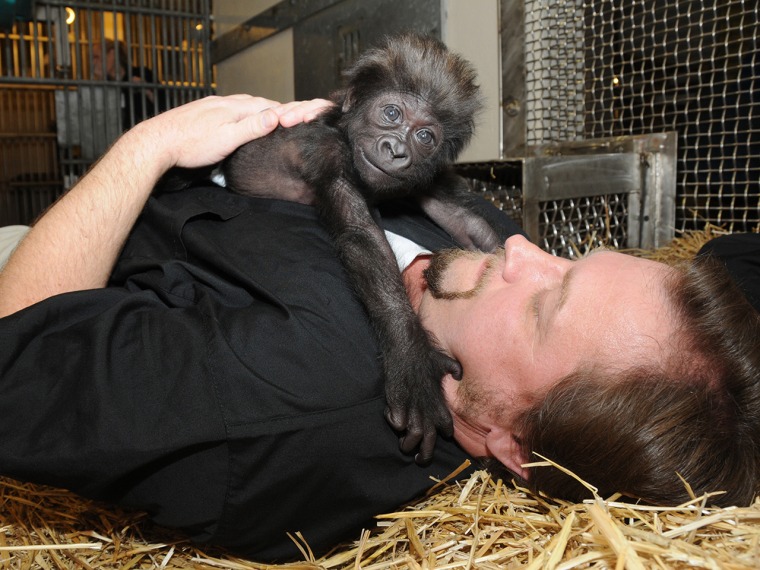This photo provided by the Cincinnati Zoo on Friday, March 1, 2013, shows Ron Evans, Primate Center Team Leader at the zoo in Cincinnati, laying with ...