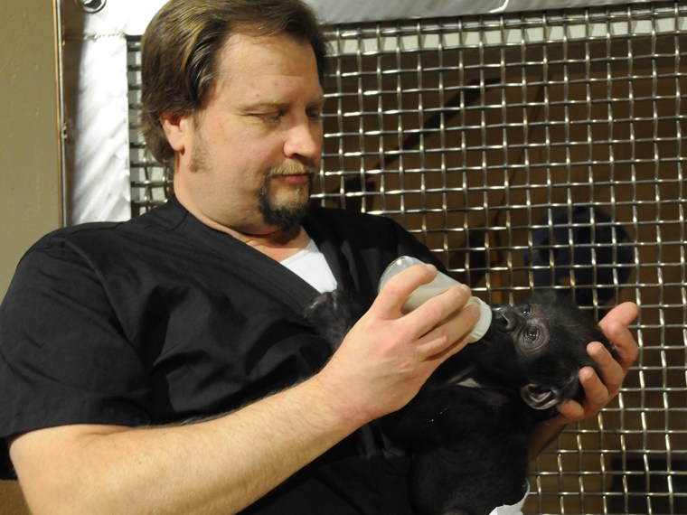 This photo provided by the Cincinnati Zoo on Friday, March 1, 2013, shows Ron Evans, Primate Center Team Leader at the zoo, bottle feeding a baby gori...