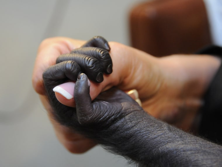 This photo provided by the Cincinnati Zoo on Friday, March 1, 2013, shows a baby gorilla named Gladys holding the finger of a surrogate human mother a...