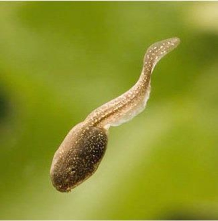 A wood frog tadpole with a normal-sized tail.