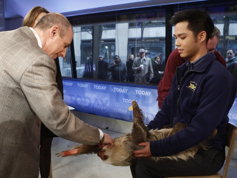 Matt Lauer pets C.C. the Sloth.