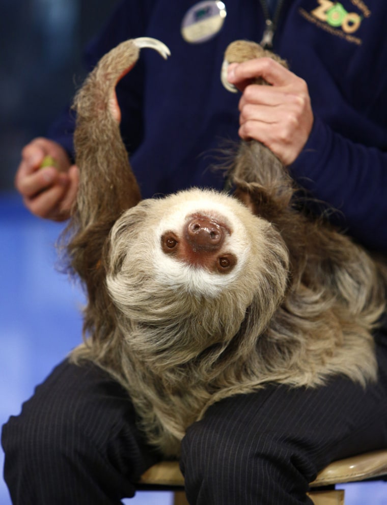 TODAY -- Pictured: C.C. The Sloth appears on NBC News' \"Today\" show -- (Photo by: Peter Kramer/NBC/NBC NewsWire)