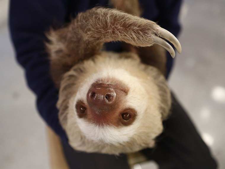 TODAY -- Pictured: C.C. The Sloth appears on NBC News' \"Today\" show -- (Photo by: Peter Kramer/NBC/NBC NewsWire)