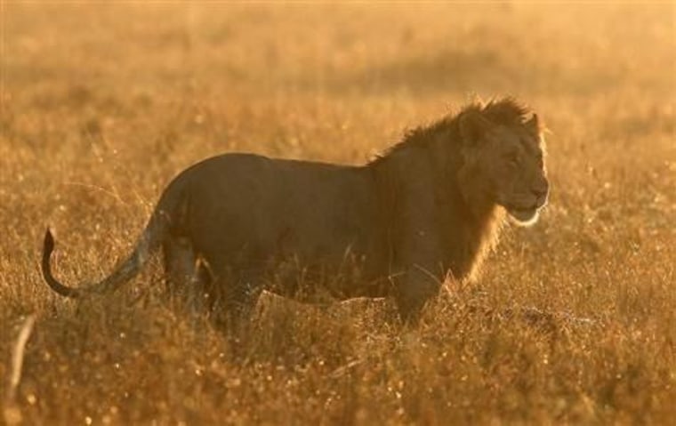 Lion populations have been shrinking across Africa as they rub up against growing human populations. Herding cultures, such as the Maasai or the Zulu, may convert wild habitat to grazing land, thereby reducing the population of natural prey for the majestic cats.
