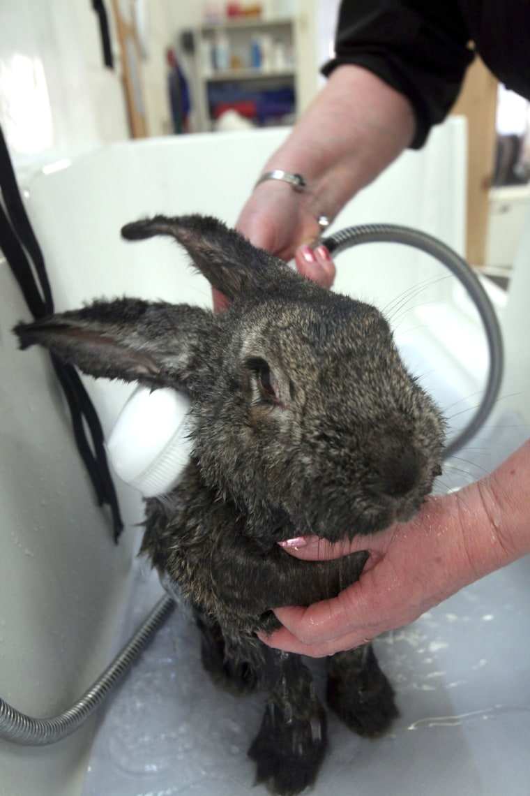 Feature Rates Apply
Mandatory Credit: Photo by M&Y Media/Rex / Rex USA (1261183t)
Continental Giant Rabbit 'Heidi' is washed after her hydrotherapy se...