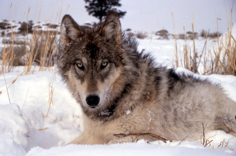 This image provided by the National Park Service shows a gray wolf in the wild. The Obama administration on Wednesday May 4, 2011 announced it was lifting endangered species act protections for gray wolves in eight states in the Northern Rockies and Great Lakes.